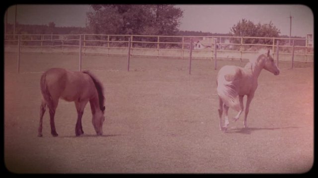 Two little horses in the pen. Brown and white young horses. Rearing horses. Horse farm. Vintage video. Archive. Old video. Family chronicle.