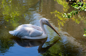 Pelikan im Wasser