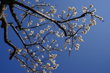 White and pink colored ume blossom （Shiraume) and blue sky