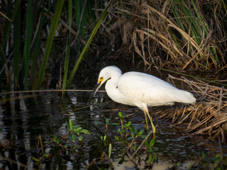 Snowy egret fishing in water