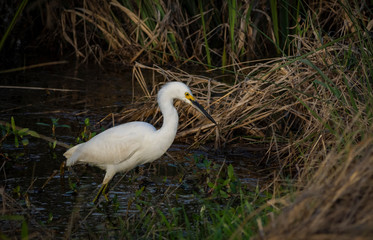 Snowy egret fishing in water
