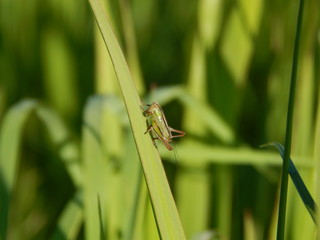 Grasshopper on the leaf. Nature photo