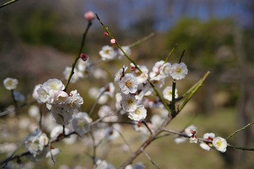 White and pink colored ume blossom （Shiraume) and blue sky