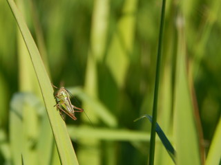 Grasshopper on the leaf. Nature photo