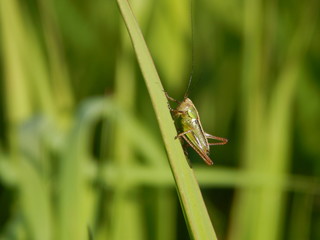 Grasshopper on the leaf. Nature photo