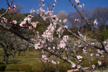White and pink colored ume blossom （Shiraume) and blue sky