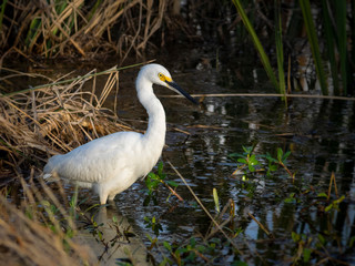 Snowy egret fishing in water