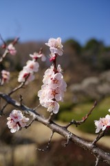 Fototapeta premium White and pink colored ume blossom （Shiraume) and blue sky