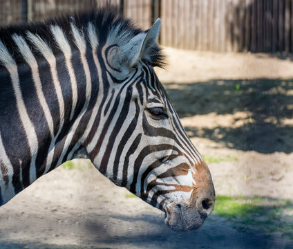 Zebra