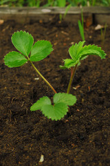 Strawberry plant. Wild stawberry bushes. Blossoming of strawberry. Strawberries in growth at garden