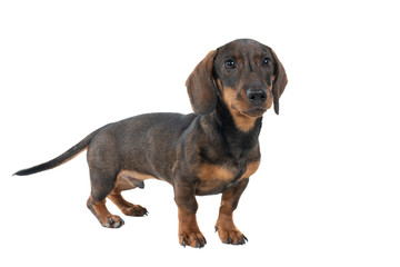 Closeup of a bi-colored black and tan wire-haired Dachshund dog  full body looking at the camera isolated on a white background