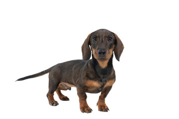 Closeup of a bi-colored black and tan wire-haired Dachshund dog  full body looking at the camera isolated on a white background