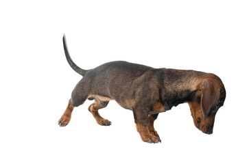 Closeup of a bi-colored black and tan wire-haired Dachshund dog  full body looking down isolated on a white background