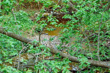 Spring Forest river