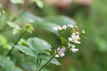 blackberry green plant with white flowers. blackberries plant flowering.