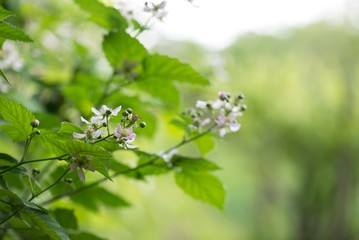 blackberry green plant with white flowers. blackberries plant flowering.