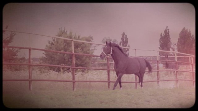 Horse in the pen. The horse is running. Horse farm purebred horses. Training before the races. Vintage video. Archive. Old video. Family chronicle.