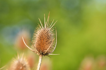 Dry thistle in spring. Common thistle, natural background.