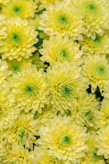 yellow flowers background. Yellow chrysanthemums daisy flower background pattern bloom. vertical photo