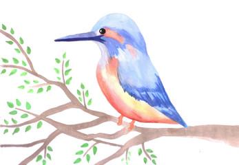 Cute Kingfisher on a tree branch 