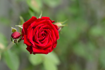 赤い薔薇