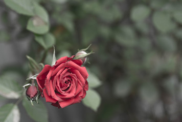赤い薔薇