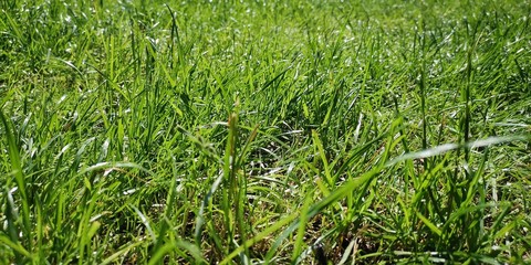 grass in field