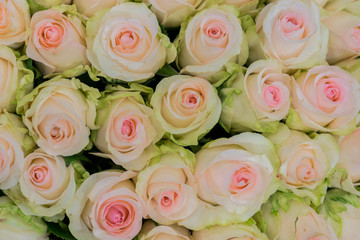 Beige roses background. White roses horizontal seamless pattern. White roses arrangement. A huge bouquet of beige roses
