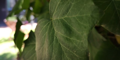 green leaves background