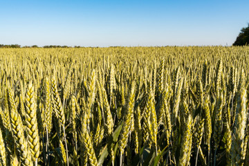 ear of wheat. Wheat field. sun flare
