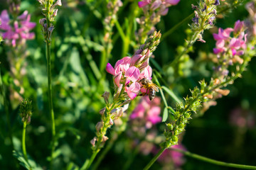 bee collects nectar from a pink flower. close-up