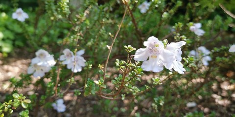 white flowers in garden