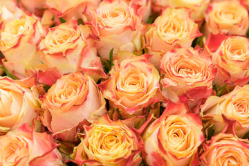 Background of pink orange and peach roses. Natural background of fresh roses. Soft focus