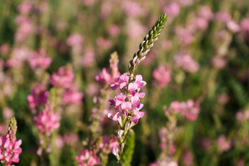 Onobrychis viciifolia inflorescence, common sainfoin with pink flowers. Wild pink flowers 