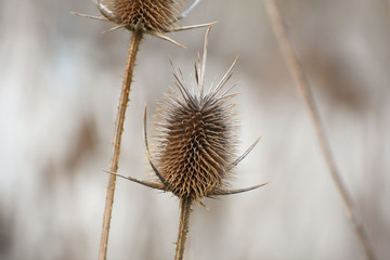 Dry thistle in spring. Common thistle, natural background.