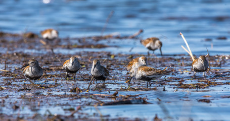Blackbirds Dunlin