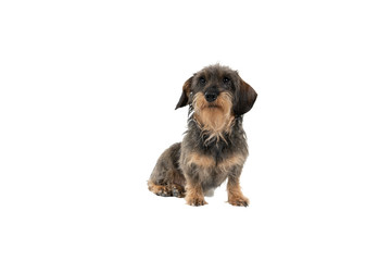 Full bofy Closeup of a bi-colored longhaired  wire-haired Dachshund dog with beard and moustache isolated on a white background