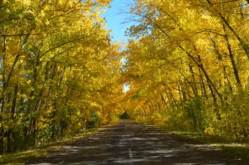 The road along the alley of big yellow poplars