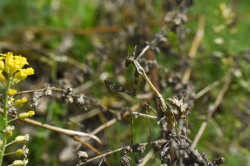 Conehead mantis (Empusa pennata) mediterranean shrubland ambush predator insect