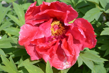 Fototapeta premium Flower