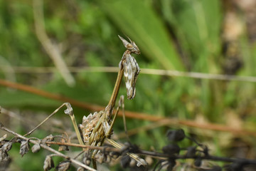Conehead mantis (Empusa pennata) mediterranean shrubland ambush predator insect