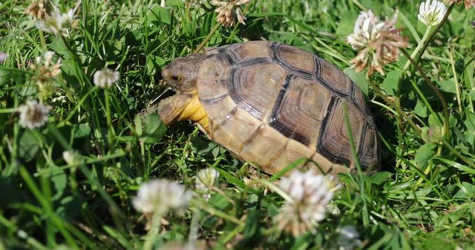 marginated tortoise (Testudo marginata) eats clover