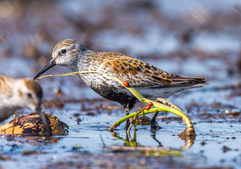 dunlin