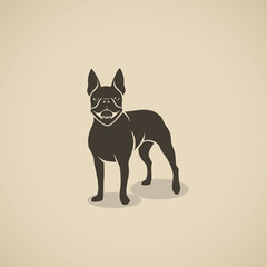 Boston terrier dog - vector illustration - Vector