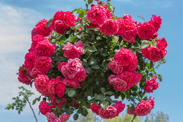 A bouquet of pink roses among green leaves. Blue sky background