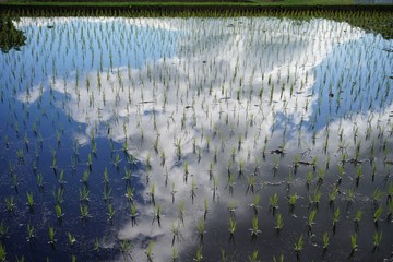 田んぼでのリフレクション