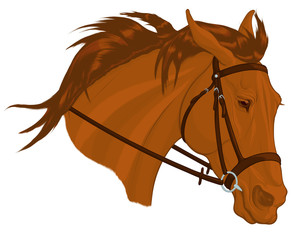 Colored portrait of a sorrel stallion in English bridle with a snaffle bit. Head of a steed with fluttering mane. Vector clip art, design element for equestrian goods, racecourses and stud farms.