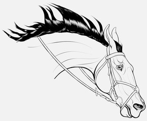 Portrait of horse that craned its neck forward and laid ears back. Head of a running steed in bridle with a snaffle bit and Mexican noseband. Vector clip art for equestrian goods, show jumping clubs.