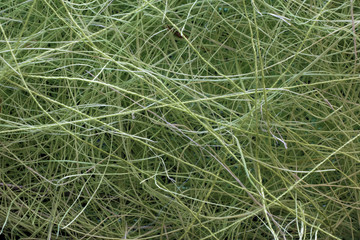 Abstract background of intertwined synthetic fibers of green color.. Grass imitation.