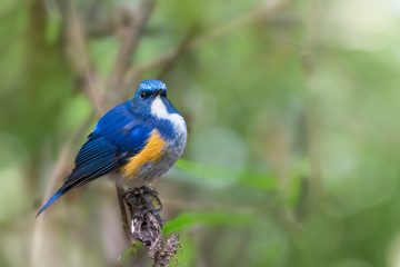 Closeup of blue charming bird perching on branch,side view..Himalayan bluetail  male making a living in highland forest with green blurred background in sunny day,over shoulder shot..